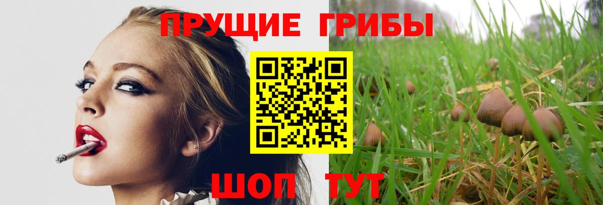 Галлюциногенные грибы Psilocybe Лесозаводск